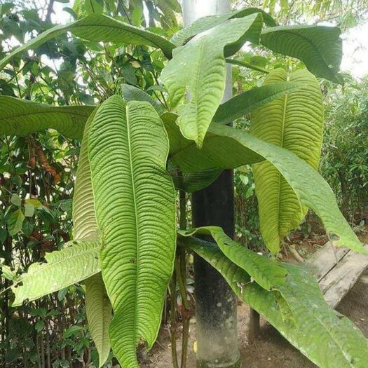 Q003激レア種！Syzygium jiewhoei シジギウム イエウホエイ