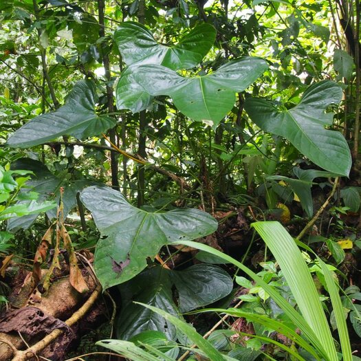 その他観葉植物 hapiAnthurium subsignatum その他観葉植物 hapiAnthurium subsignatum Asplenium quitense