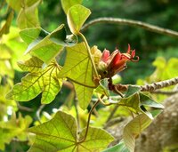 Monkey's Hand Tree (Chiranthodendron pentadactylon)