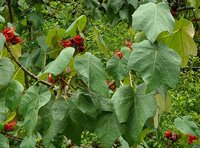 Monkey's Hand Tree (Chiranthodendron pentadactylon)