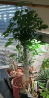 African Baobab (Adansonia digitata)