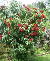 Annatto (Bixa orellana)