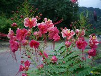 Pink Peacock Flower (Caesalpinia pulcherrima 'Rosea')