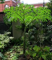 Elephant Yam (Amorphophallus paeoniifolius)