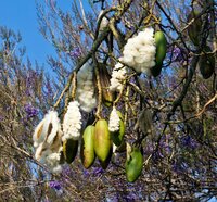 Kapok Tree (Ceiba pentandra)