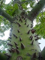 Kapok Tree (Ceiba pentandra)