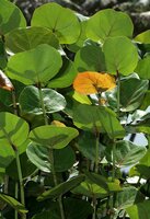 Seagrape (Coccoloba uvifera)