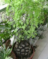 Elephant's Foot Yam (Dioscorea elephantipes)
