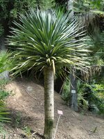 Canary Islands Dragon Tree (Dracaena draco)