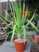 Canary Islands Dragon Tree (Dracaena draco)