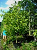Golden Champaca (Magnolia champaca)