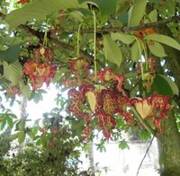 Calabash Nutmeg (Monodora myristica)