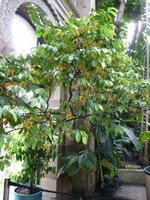 Calabash Nutmeg (Monodora myristica)