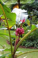 Pink Dwarf Banana (Musa velutina)