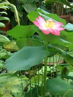 Indian Lotus (Nelumbo nucifera)