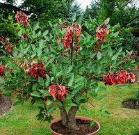 Cockspur Coral Tree (Erythrina crista-galli)