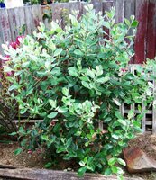 Feijoa (Feijoa sellowiana)
