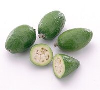 Feijoa (Feijoa sellowiana)