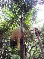 Spindle Palm (Hyophorbe verschaffeltii)