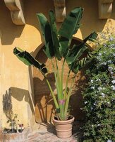 Traveller's Palm (Ravenala madagascariensis)