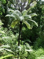 Black Tree Fern (Cyathea medullaris)