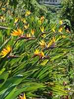 Bird of Paradise Flower (Strelitzia reginae)