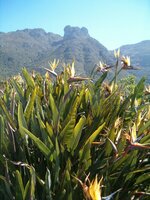 Yellow Bird of Paradise Flower (Strelitzia reginae 'Mandela's Gold')