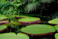Victoria Water Lily (Victoria amazonica)