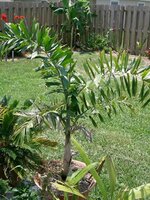 Foxtail Palm (Wodyetia bifurcata)