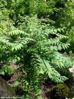 Blue Sausage Shrub (Decaisnea fargesii)