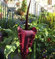 Dragon Arum (Dracunculus vulgaris)