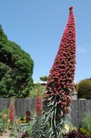 Tower of Jewels (Echium wildpretii)