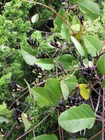 Black Coral Pea (Kennedia nigricans)