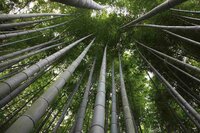 Moso Bamboo (Phyllostachys edulis)