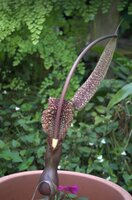 Voodoo Lily (Typhonium venosum)