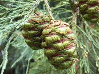 Giant Redwood (Sequoiadendron giganteum)