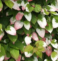 Siberian Kiwi (Actinidia kolomikta)