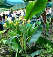 Cheesman Banana (Musa cheesmanii)