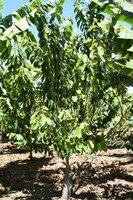 Chirimuya (Annona cherimola)