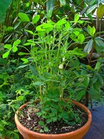 Peanut (Arachis hypogaea)