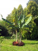 Red-striped Darjeeling Banana (Musa sikkimensis 'Red Flash')