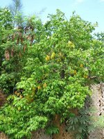 Carambola (Averrhoa carambola)