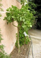 Pistachio (Pistacia vera)