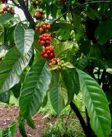 Arabica Coffee (Coffea arabica)