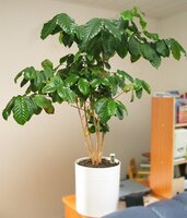 Arabica Coffee (Coffea arabica)