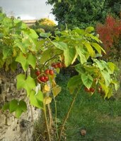 Tamarillo (Cyphomandra betacea)