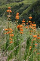 Lion's Tail (Leonotis leonurus)