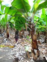 Dwarf Banana (Musa acuminata)