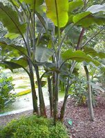 Sweet Wild Banana (Musa balbisiana)