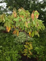 Cocoa (Theobroma cacao)